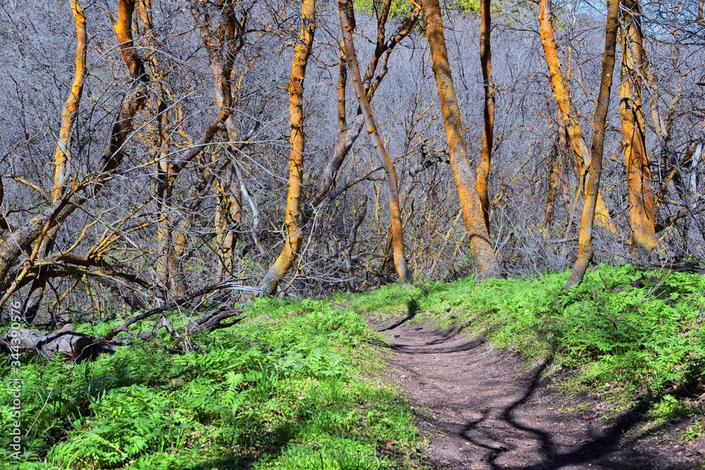 Fototapeta premium Hiking Trails in Oquirrh, Wasatch, Rocky Mountains in Utah early spring with leaves. Backpacking, biking, horseback through trees in the Yellow Fork and Rose Canyon by Salt Lake City. United States of