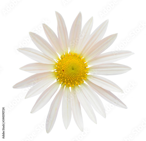 Crown Daisy photo