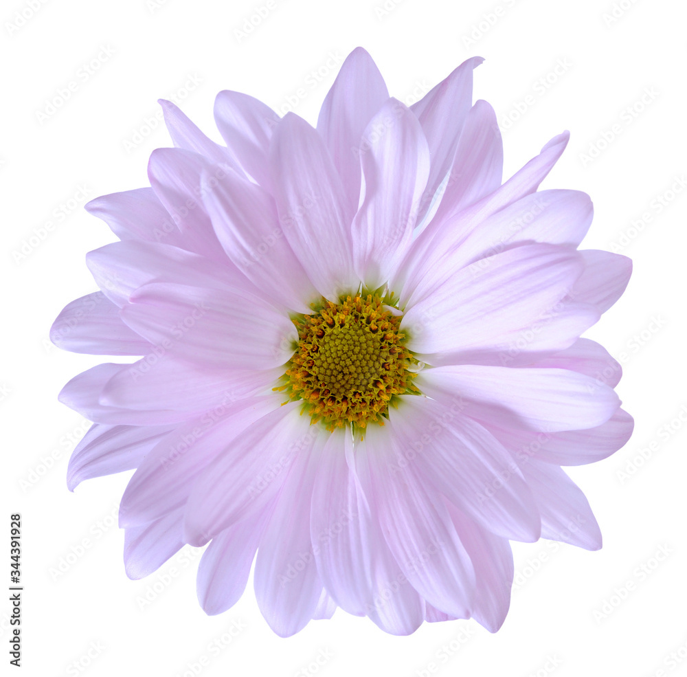  purple  chrysanthemum