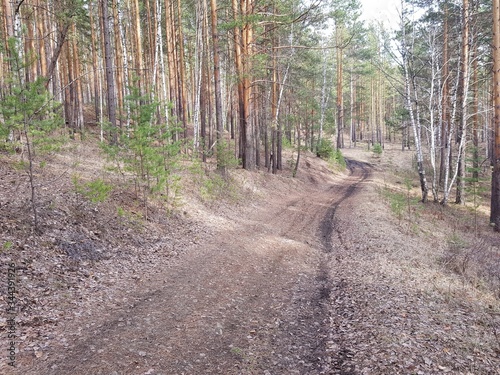Country road in the forest