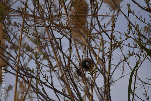 White eared bulbul Pycnonotus leucotis, a bird perched on a cane in the Al Azrak reserve in Jordan and singing a mating song to lure a partner and build a nest. settled species and tourist attraction. photo