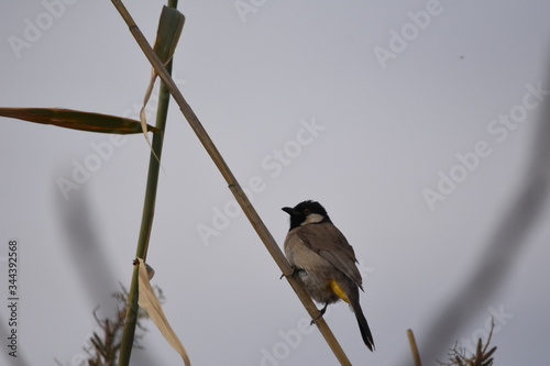 White eared bulbul Pycnonotus leucotis, a bird perched on a cane in the Al Azrak reserve in Jordan and singing a mating song to lure a partner and build a nest. settled species and tourist attraction. photo