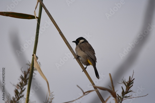 White eared bulbul Pycnonotus leucotis, a bird perched on a cane in the Al Azrak reserve in Jordan and singing a mating song to lure a partner and build a nest. settled species and tourist attraction. photo