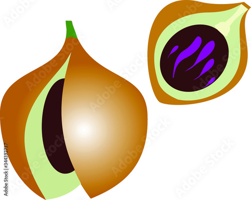 Hand drawn watercolor painting of nutmeg isolated on white background. Illustration of nut for your design,VERY SIMPLE EPS 10