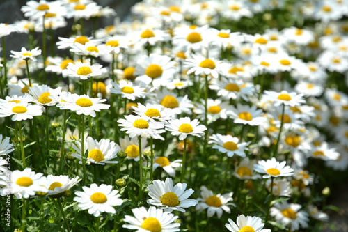 花壇の白い花 © 和久 澤田