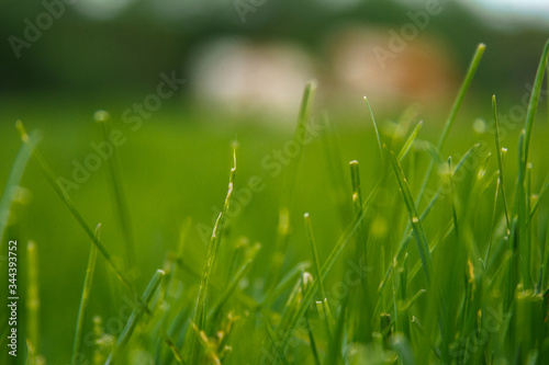 Green grass with blurred cows on the background. Close up of grazed grass stem.Beef cattle pasturing free blurred image.Close up of fresh juicy green grass eaten by livestock.Summer feed for beasts.