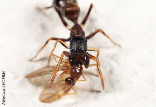 Macro Photo of Ant Mimic Jumping Spider Biting on Prey on White Floor © backiris