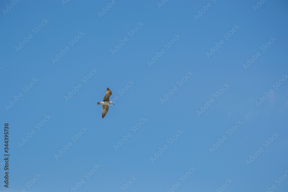 Animal wildlife, single birds flying in the sky, single seagull flight
Animal wildlife, single birds flying in the sky, single seagull flight