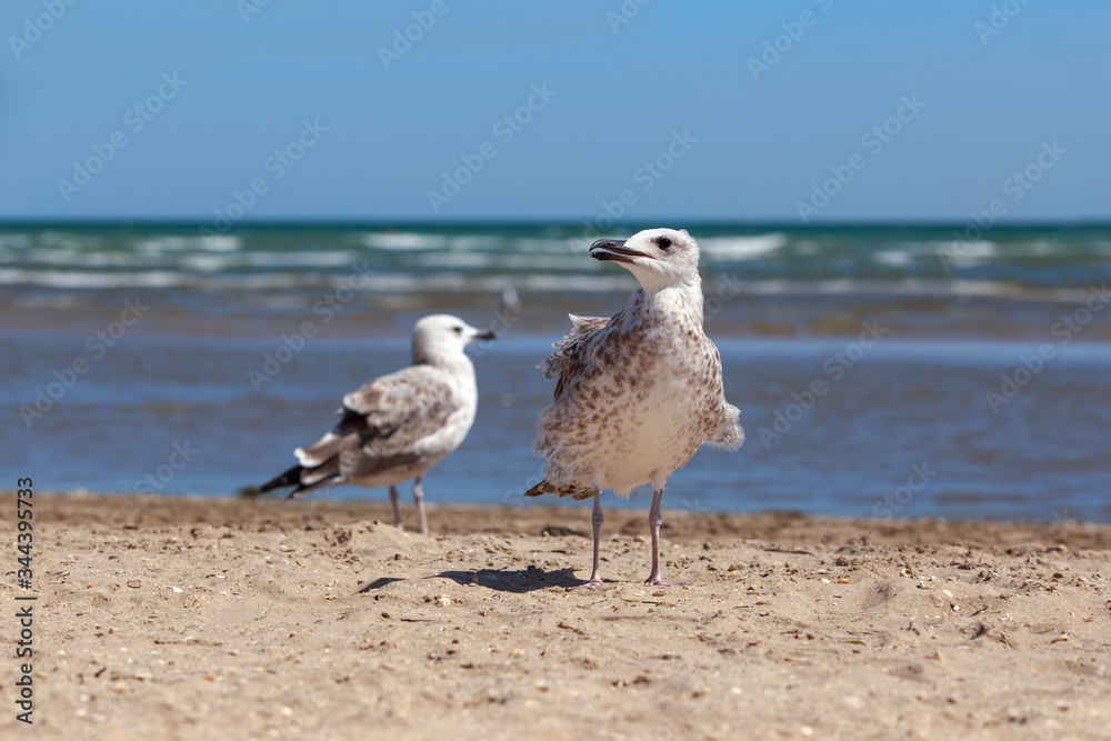 Beautiful young seagull Beautiful young seagull