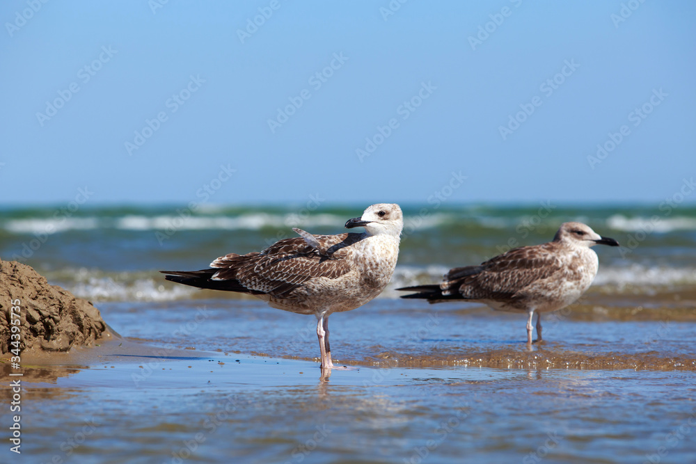 Fototapeta premium Beautiful young seagull