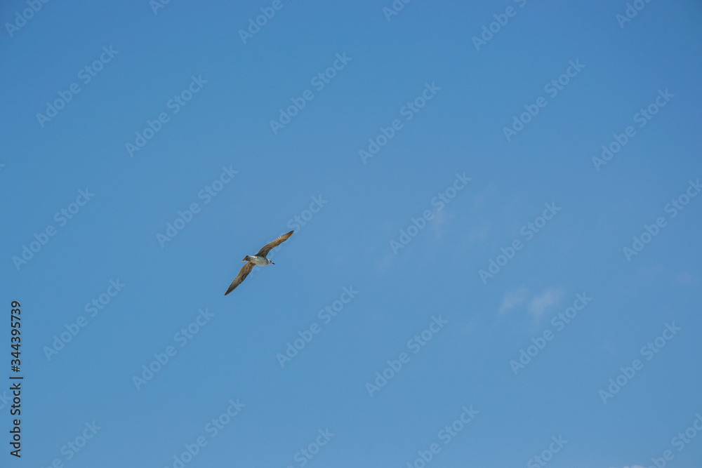 Animal wildlife, single birds flying in the sky, single seagull flight
Animal wildlife, single birds flying in the sky, single seagull flight