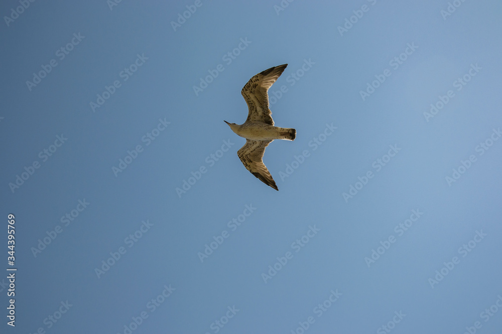 Animal wildlife, single birds flying in the sky, single seagull flight
Animal wildlife, single birds flying in the sky, single seagull flight