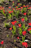 sunlight on tulips with red petals in spring