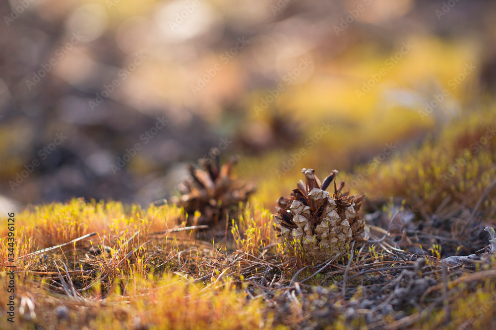 Dry pine cones lying on a moss on a sunny day close-up.