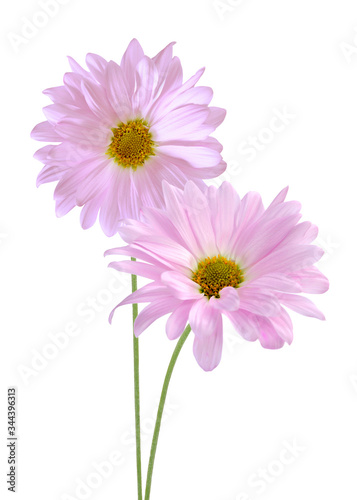  white daisy flowers