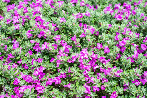 Canvas-taulu Green leaves and purple flowers background