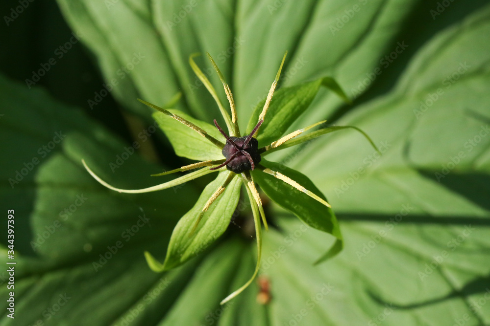 A rare Herb Paris flowering plant, Paris quadrifolia, growing in woodland in the UK. A rare Herb Paris flowering plant, Paris quadrifolia, growing in woodland in the UK.