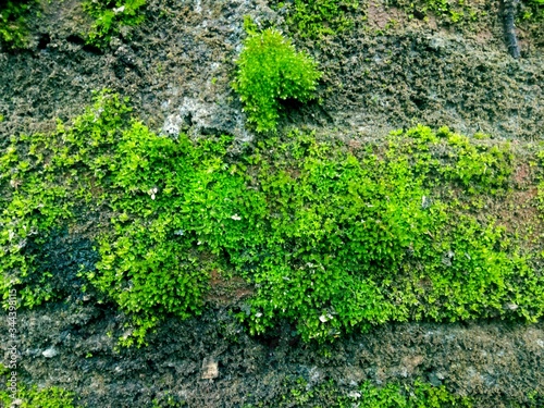 close up of green moss on stone wall