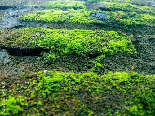 low angle of close up green moss on stone wall
