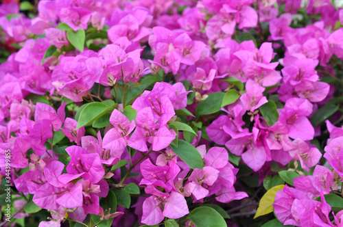 Pink Bougainvillea flowers