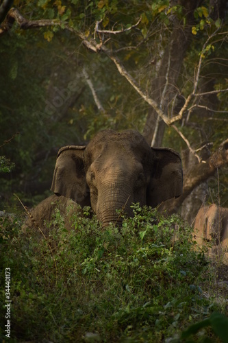 Photography majestic elephant