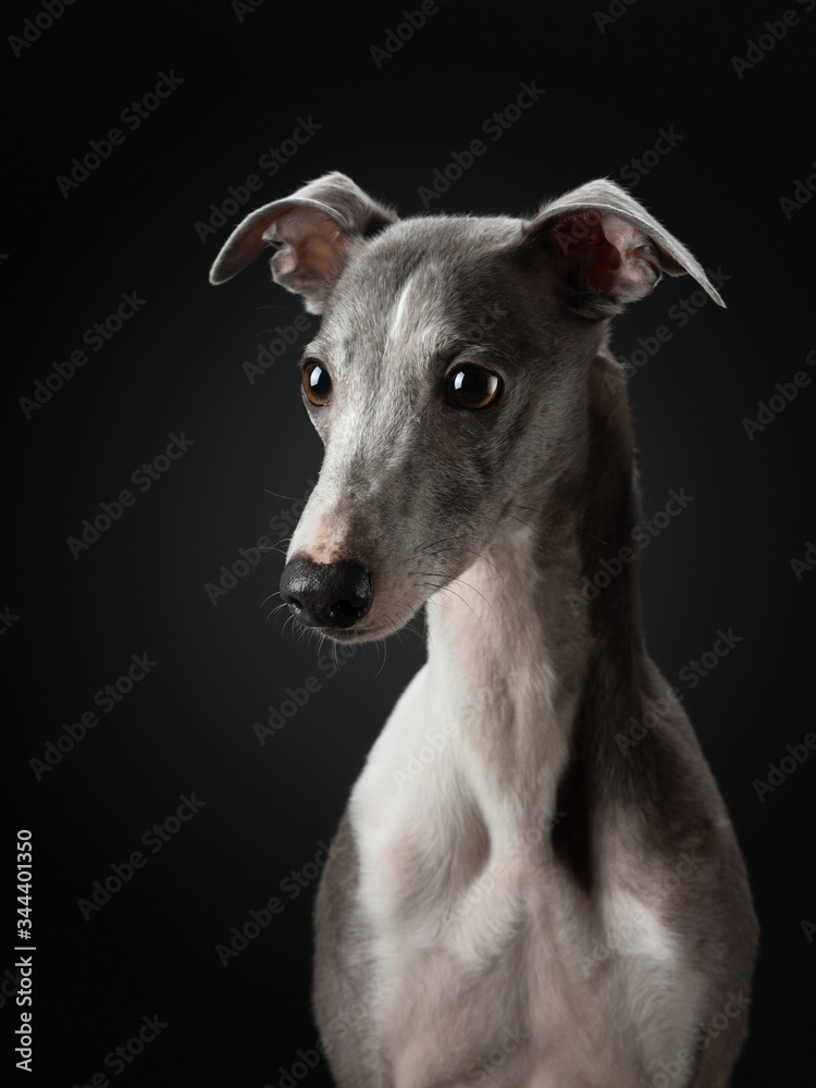 Portrait of a dog on a dark background. Funny whippet in the studio. Beautiful light