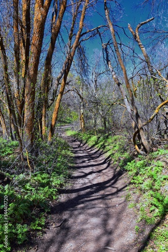 Hiking Trails in Oquirrh  Wasatch  Rocky Mountains in Utah early spring with leaves. Backpacking  biking  horseback through trees in the Yellow Fork and Rose Canyon by Salt Lake City. United States of