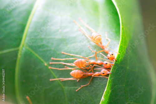 Orange ant work for nest,concept teamwork photo