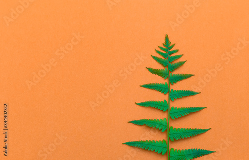 Green fern leaves onorange paper background photo