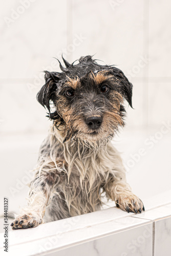 Little crazy Jack Russell Terrier doggy. Dog with foam in the bath while bathing in the bathroom