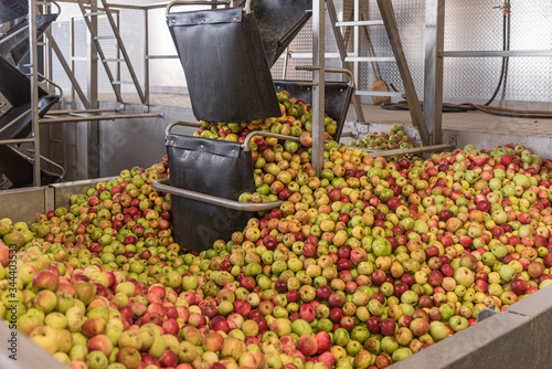 Ripe fall apples in a storage silo, ready to squeeze apple juice