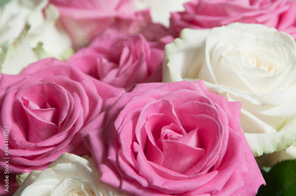 Roses posy over green background