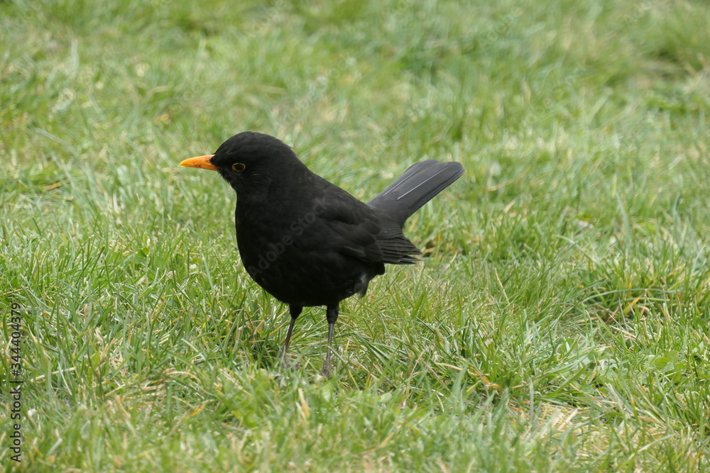Common blackbird in the grass - Turdus merula Common blackbird in the grass - Turdus merula