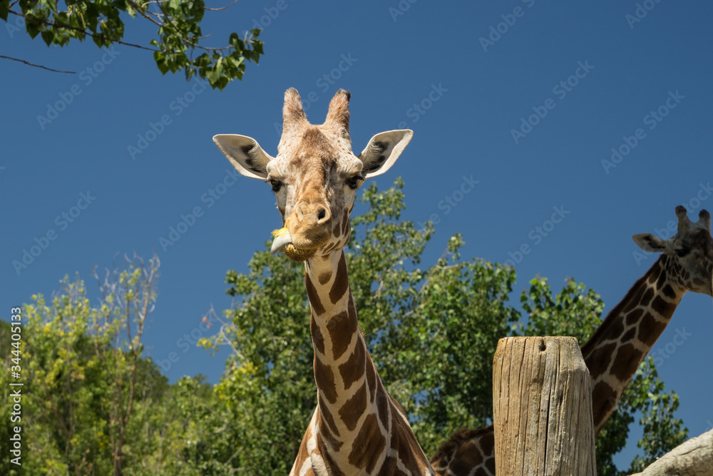 Fototapeta premium female Giraffe looking straight