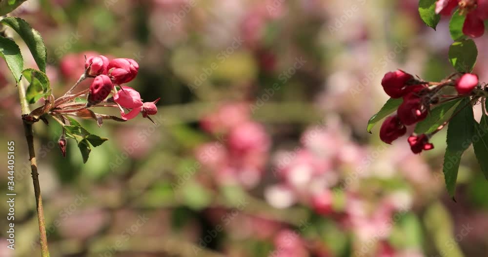 Pink Apple Blossom Flowers in Bloom fade to focus on flower buds Pink Apple Blossom Flowers in Bloom fade to focus on flower buds