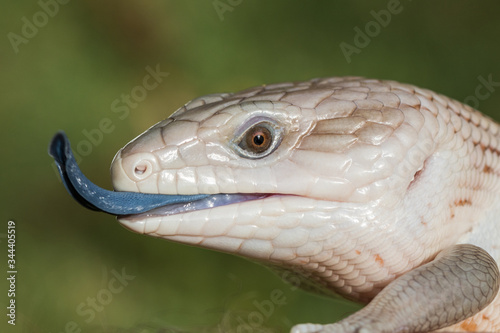 Blue-tongue lizard with tongue flickering