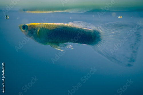 Guppy fish in an aquarium in blue environment.