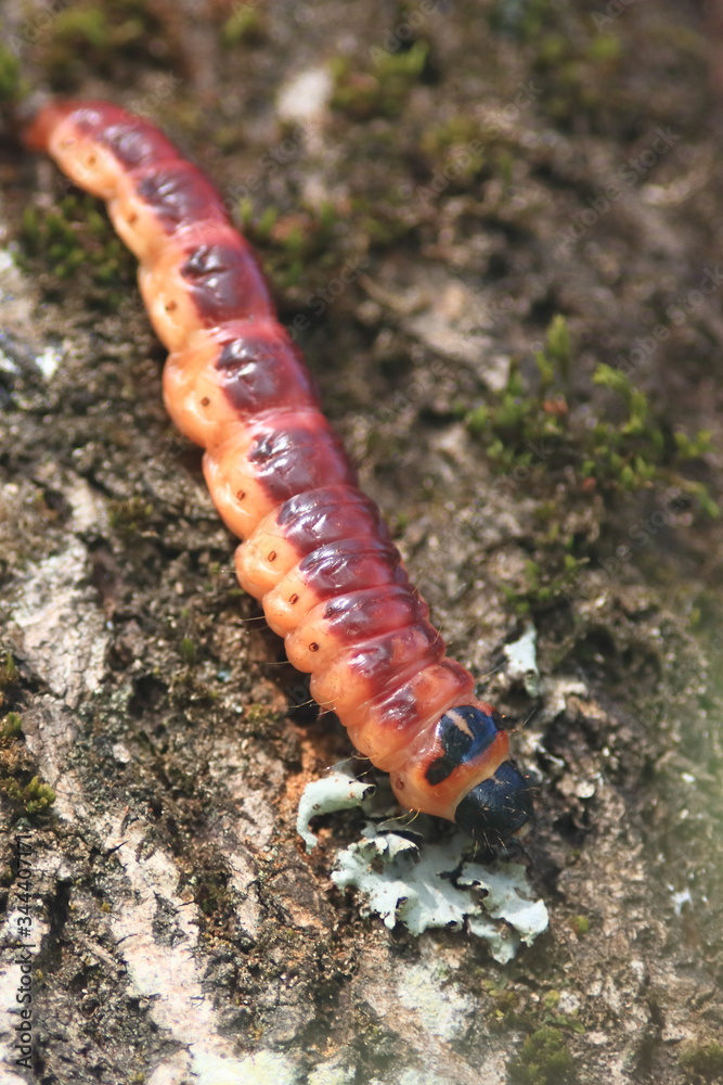 Chenille sur l'écorce Chenille sur l'écorce