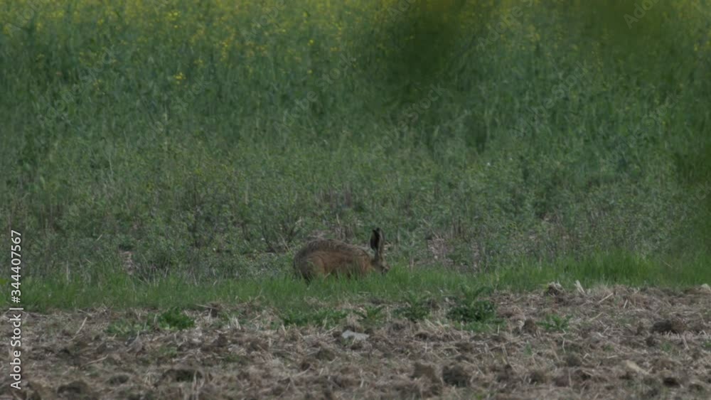 European Brown Hare (Lepus europaeus) feeding on edge of oilseed rape field in springtime European Brown Hare (Lepus europaeus) feeding on edge of oilseed rape field in springtime