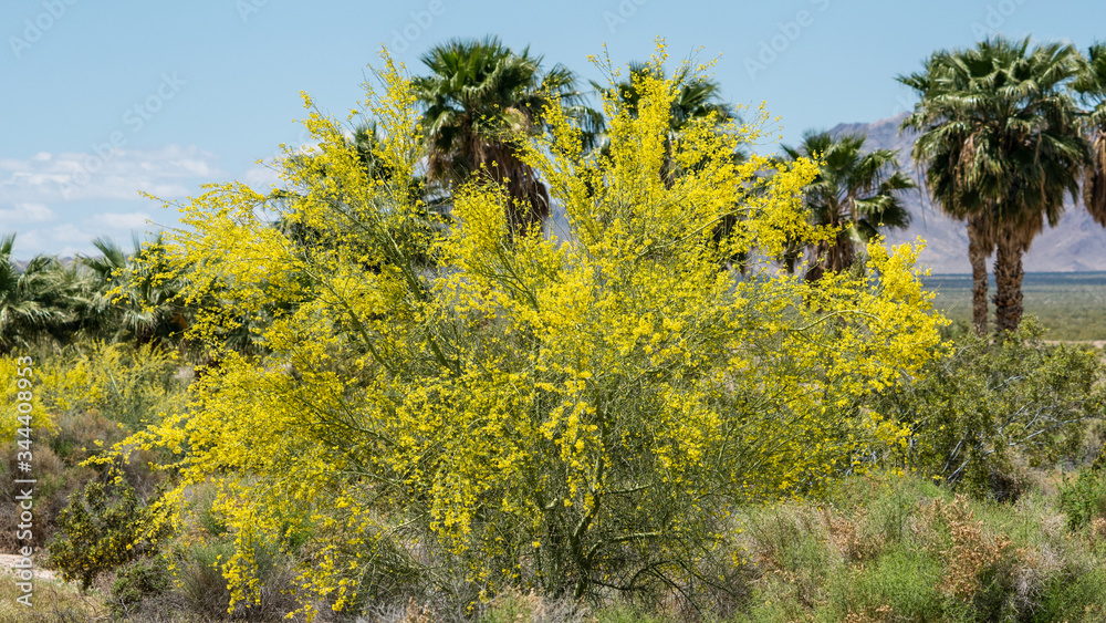 A blooming Palo Verde Tree along a desert road in Amboy California. These trees are very pretty with green branches and bright yellow flowers. They often grow wild in the Mojave Desert. 