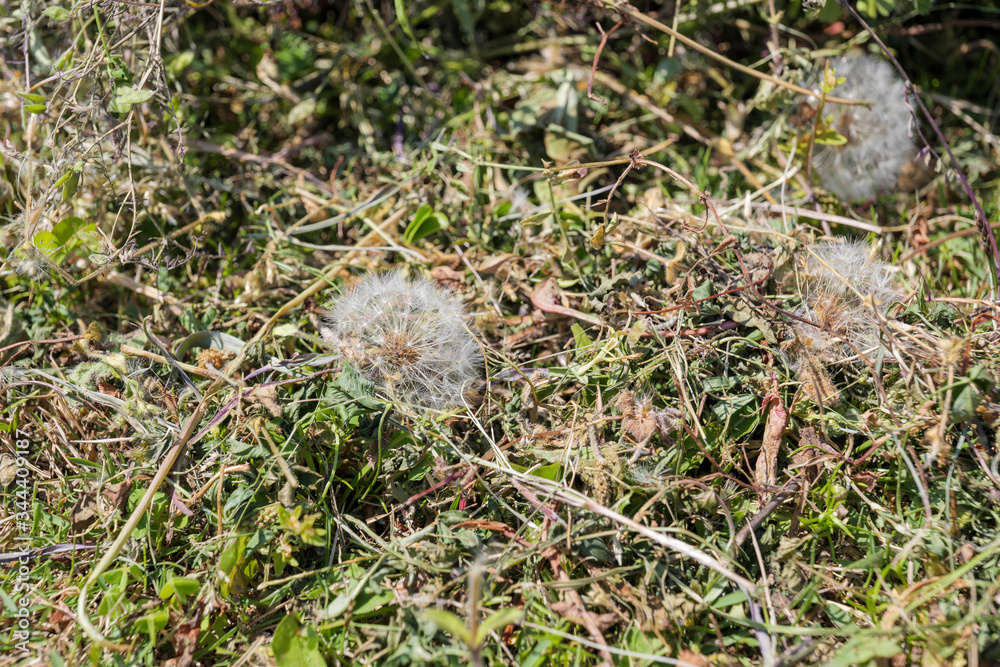 A lot of dandelion fluff on the ground. A lot of dandelion fluff on the ground.