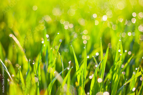 morning green grass in the sun with dew drops and beautiful bokeh background