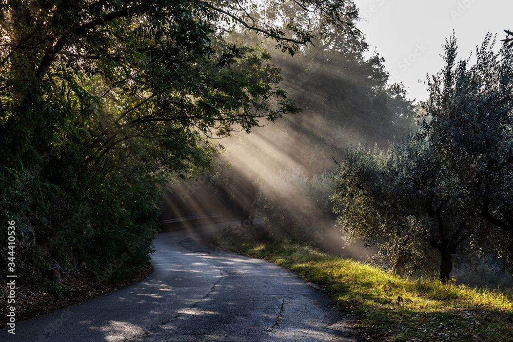 View of a road with sunrays cutting through the mist, and creating beautiful trees shadows textures on the ground View of a road with sunrays cutting through the mist, and creating beautiful trees shadows textures on the ground