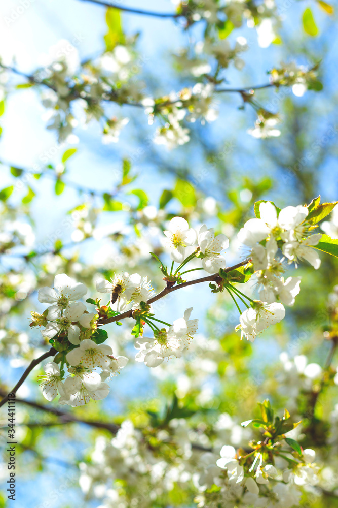 Flowering branches of trees in spring. Background with flowers in backlight and focus on several flowers.