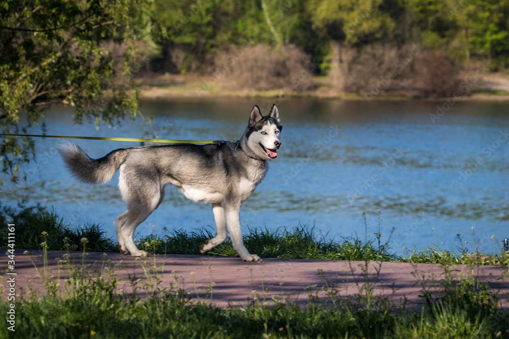 A white dog Husky with dark spots walks and looks at the photographer. Park near the river. Sunny day. Pets. Close-up.