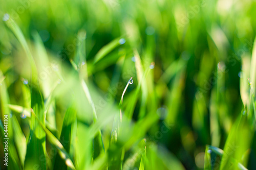 morning green grass in the sun with dew drops and beautiful bokeh background