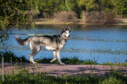 A white dog Husky with dark spots walks and looks at the photographer. Park near the river. Sunny day. Pets. Close-up.