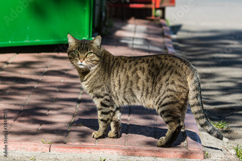 A cute street cat stands on the sidewalk and looks back at the photographer. Sunny day. Pets. Close-up.