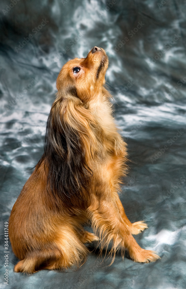 Russian toy terrier on grey background Russian toy terrier on grey background