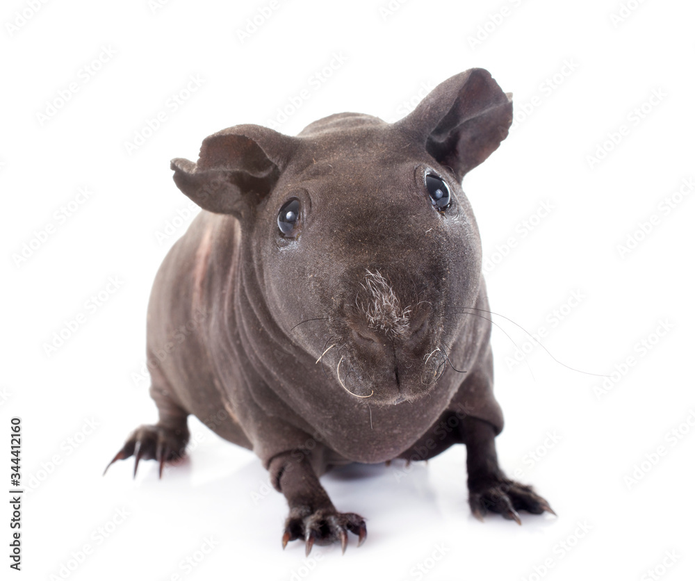Obraz premium Hairless Guinea Pig